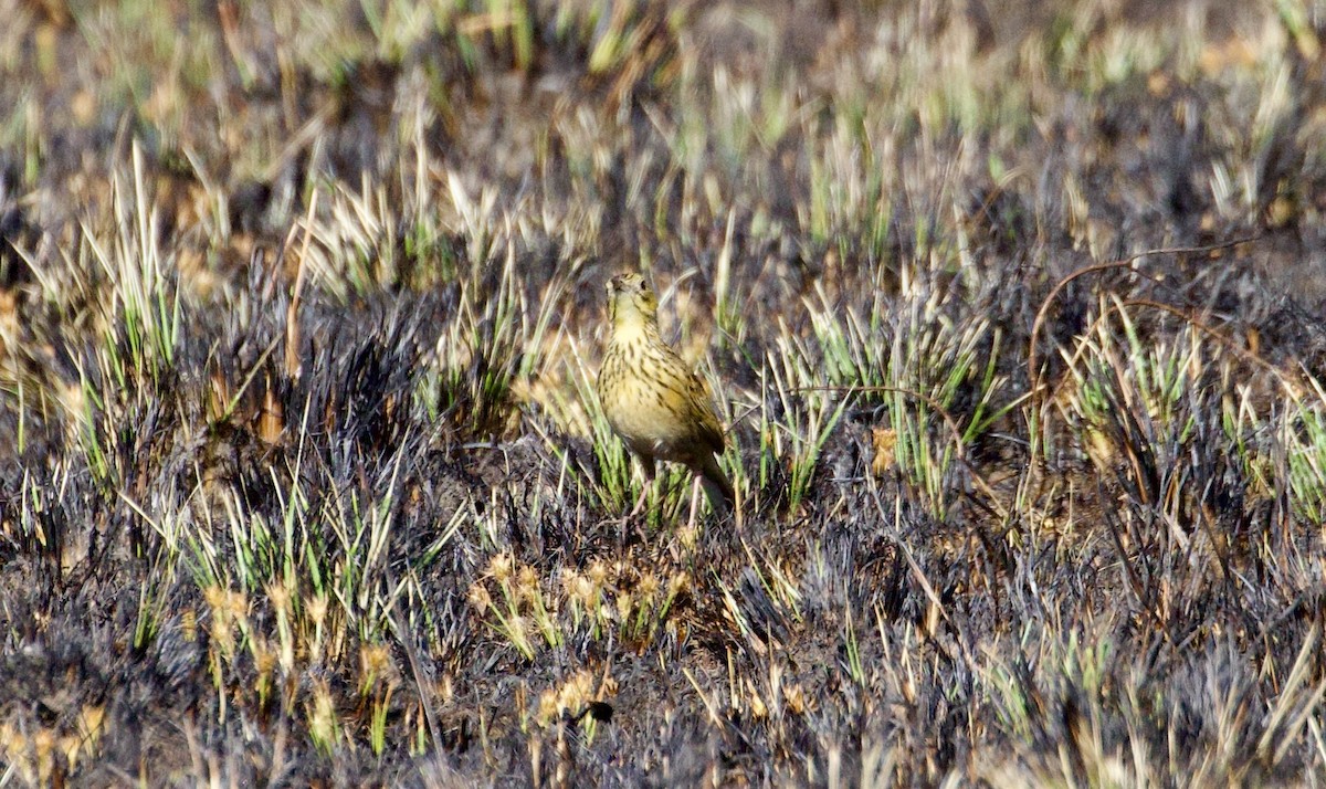 Ochre-breasted Pipit - ML608447943