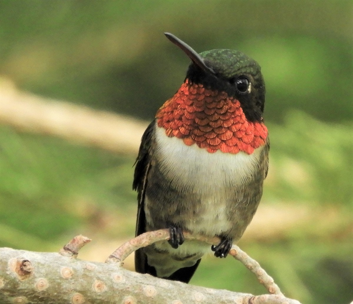 Ruby-throated Hummingbird - Aarre Ertolahti