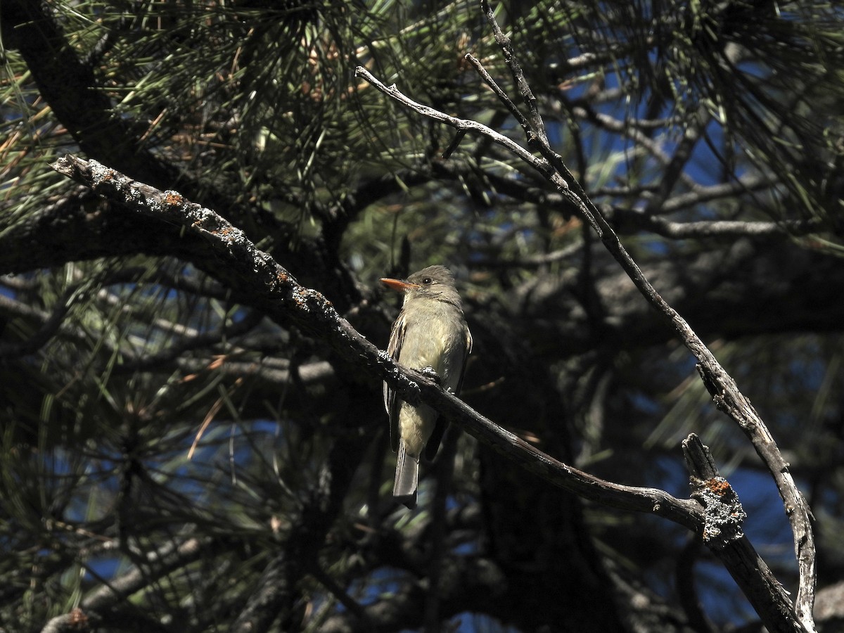 Greater Pewee - ML608448228