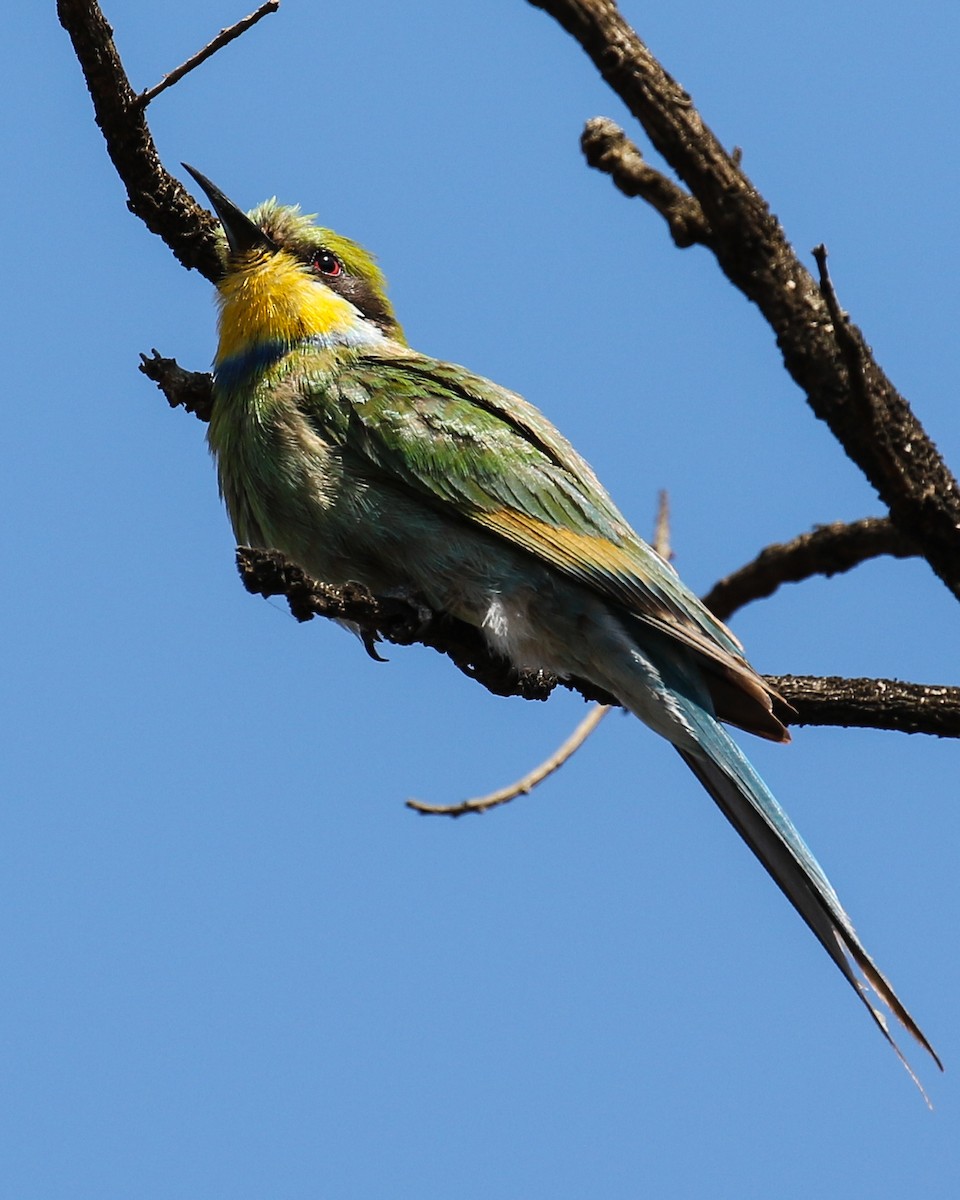 Swallow-tailed Bee-eater - ML608448351