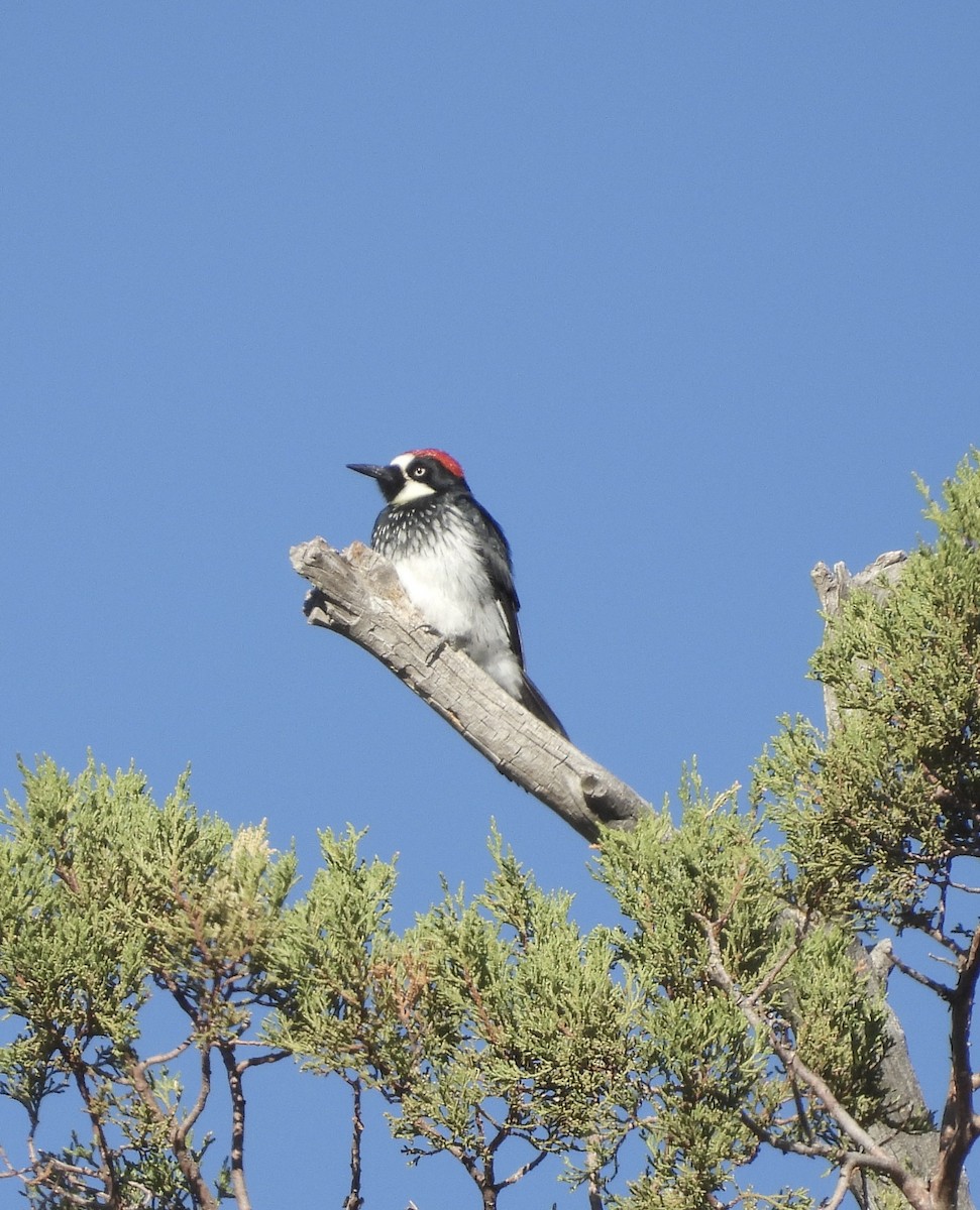 Acorn Woodpecker - ML608448578
