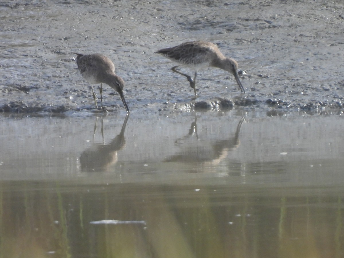 Long-billed Dowitcher - ML608448688