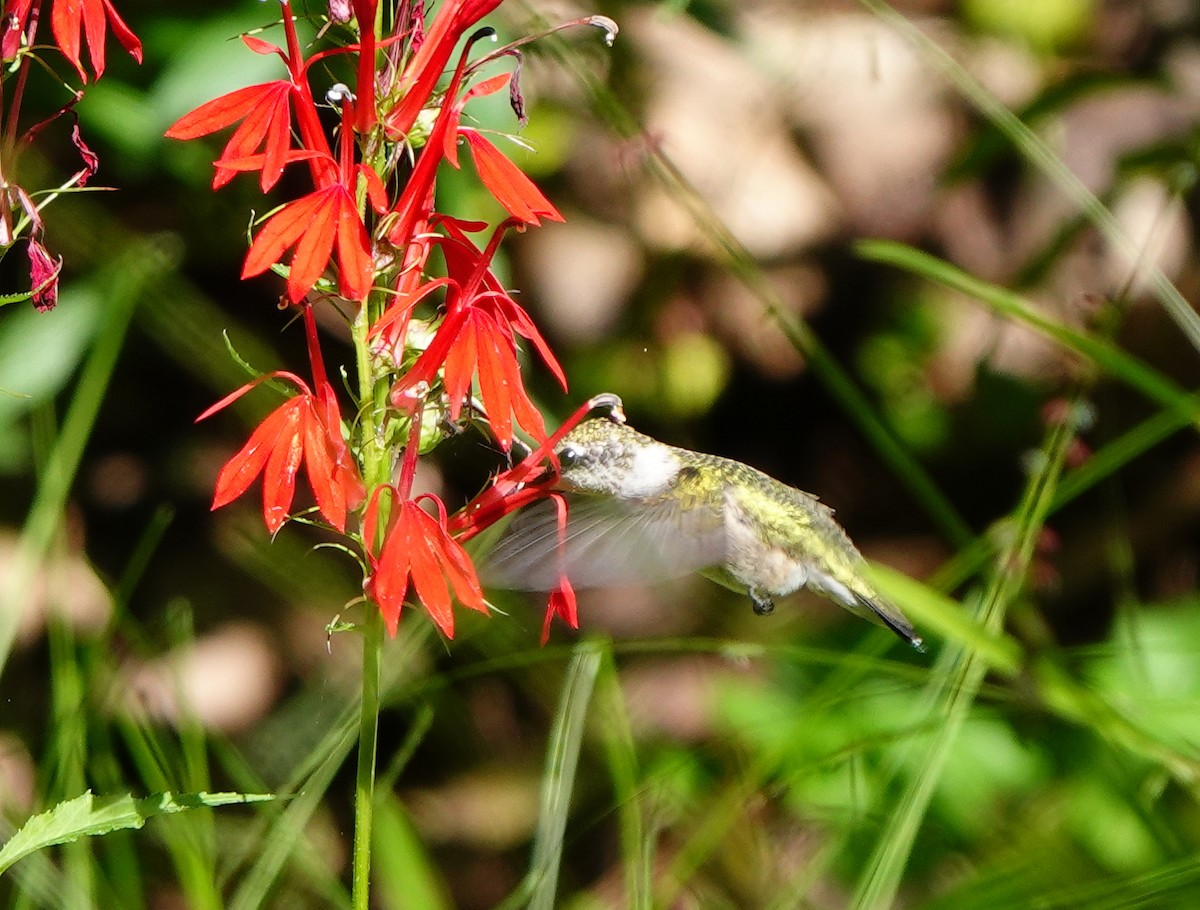 Ruby-throated Hummingbird - ML608449100