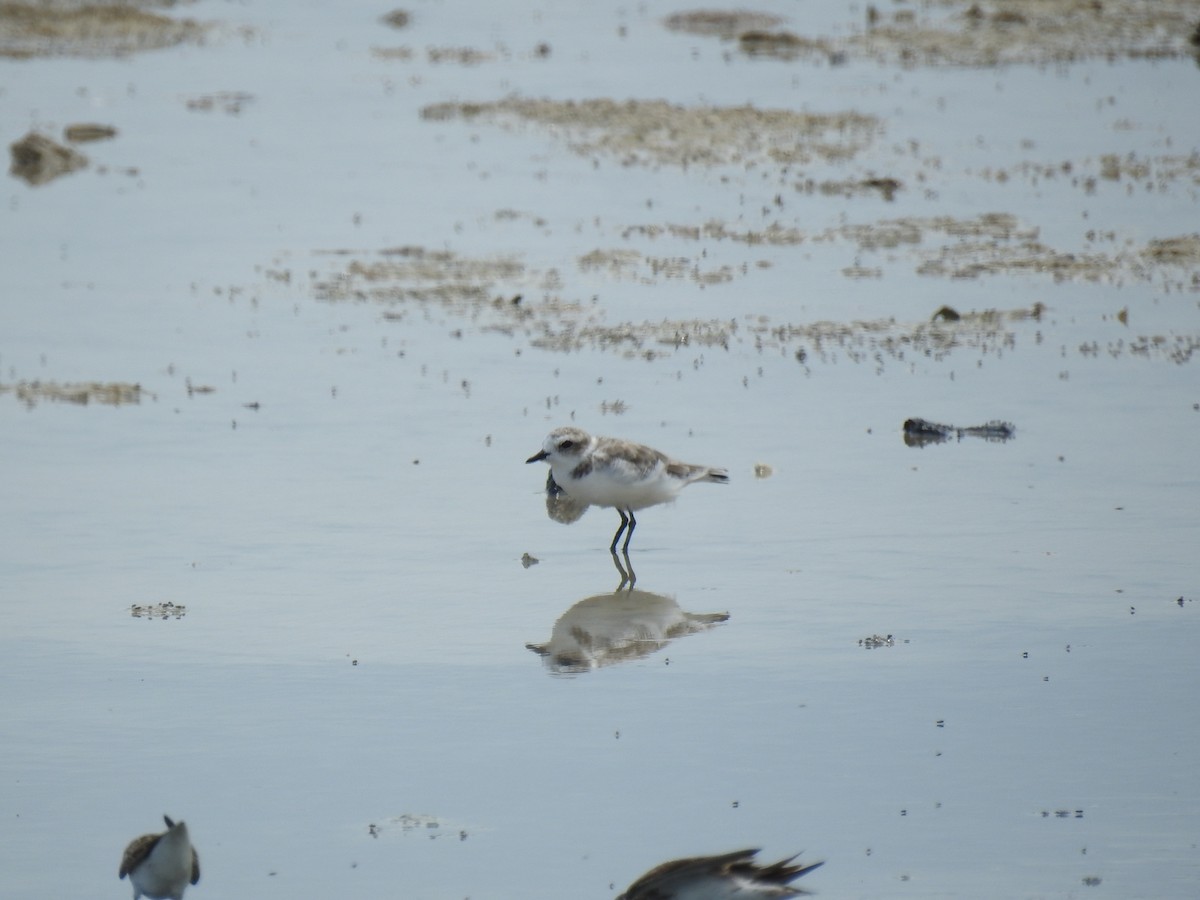 Ebird Caribbean Checklist - 3 Sep 2023 - Salinas De Cabo Rojo-centro 