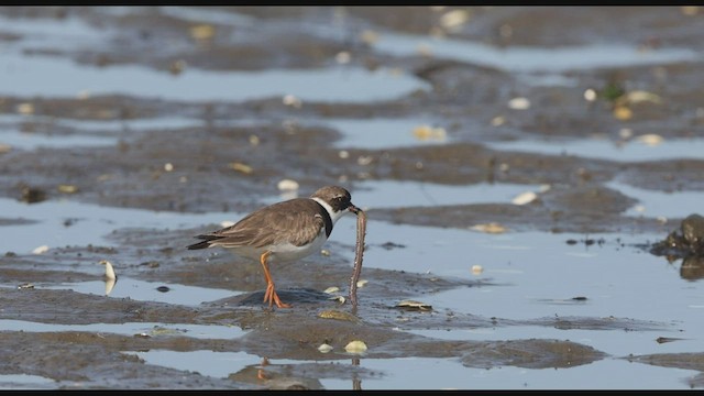 Semipalmated Plover - ML608449291