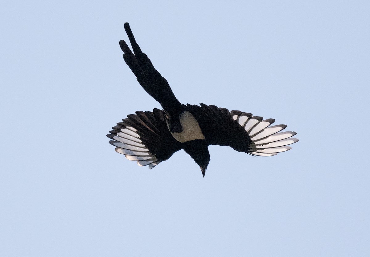 Black-billed Magpie - Ian Routley