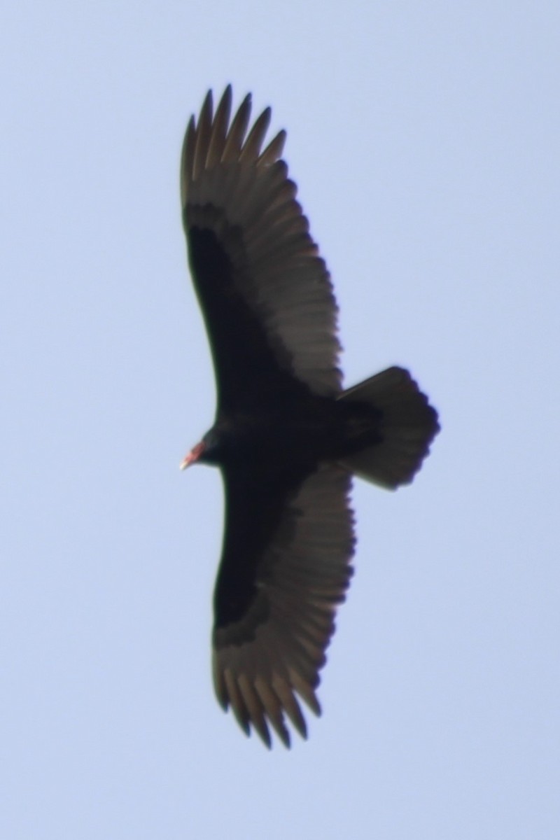 Turkey Vulture - ML608449848