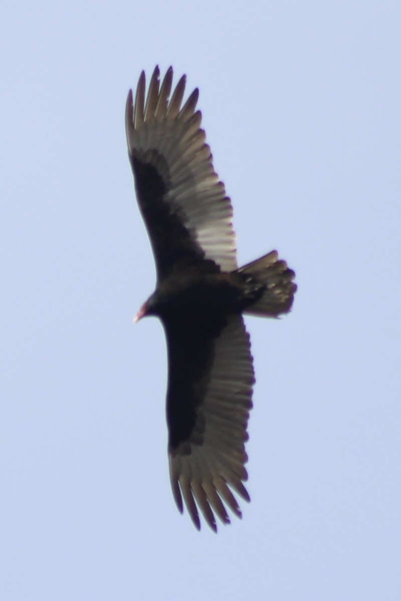 Turkey Vulture - ML608449849