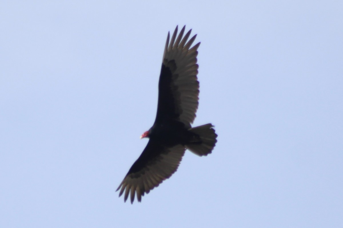 Turkey Vulture - ML608449859