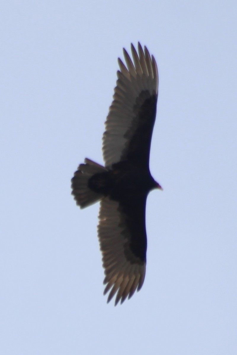 Turkey Vulture - ML608449860