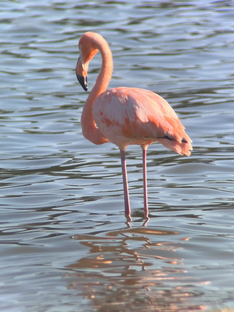 American Flamingo - ML608450000