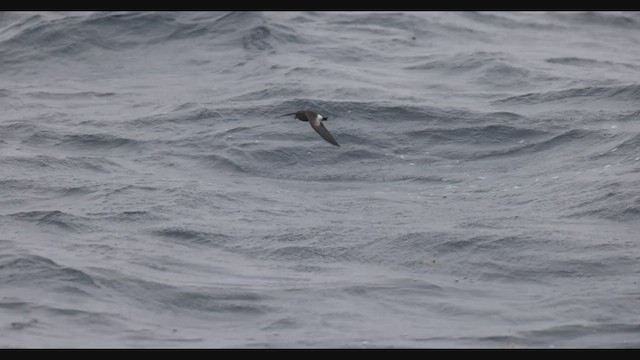黃蹼洋海燕 - ML608450021