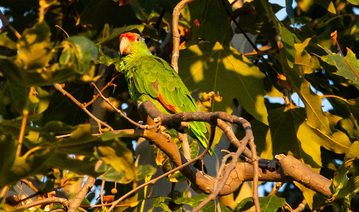 Red-crowned Parrot - ML608450134