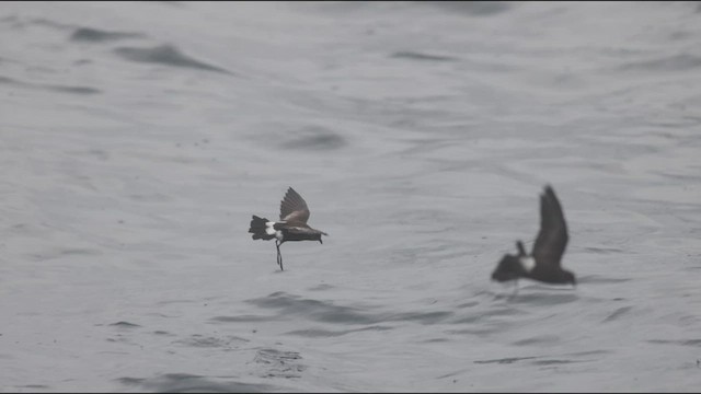 黃蹼洋海燕 - ML608450139