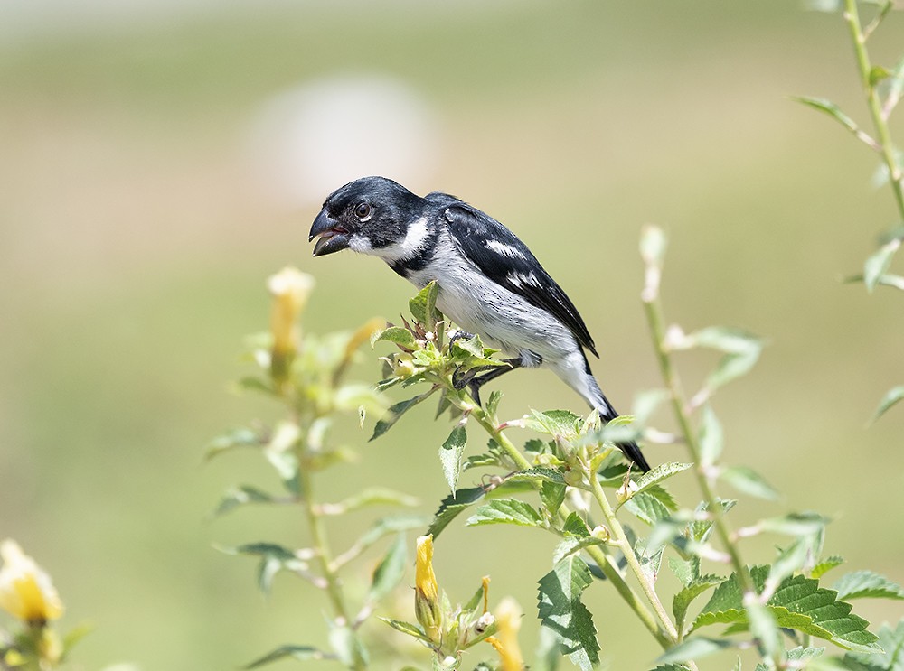 Wing-barred Seedeater - ML608450634