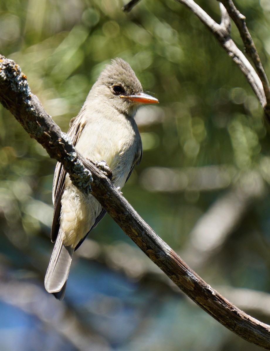 Greater Pewee - ML608450781