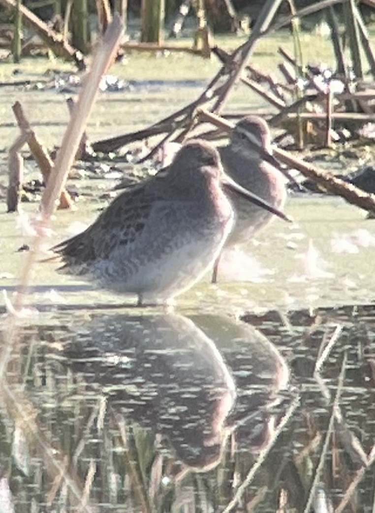 Long-billed Dowitcher - ML608450816