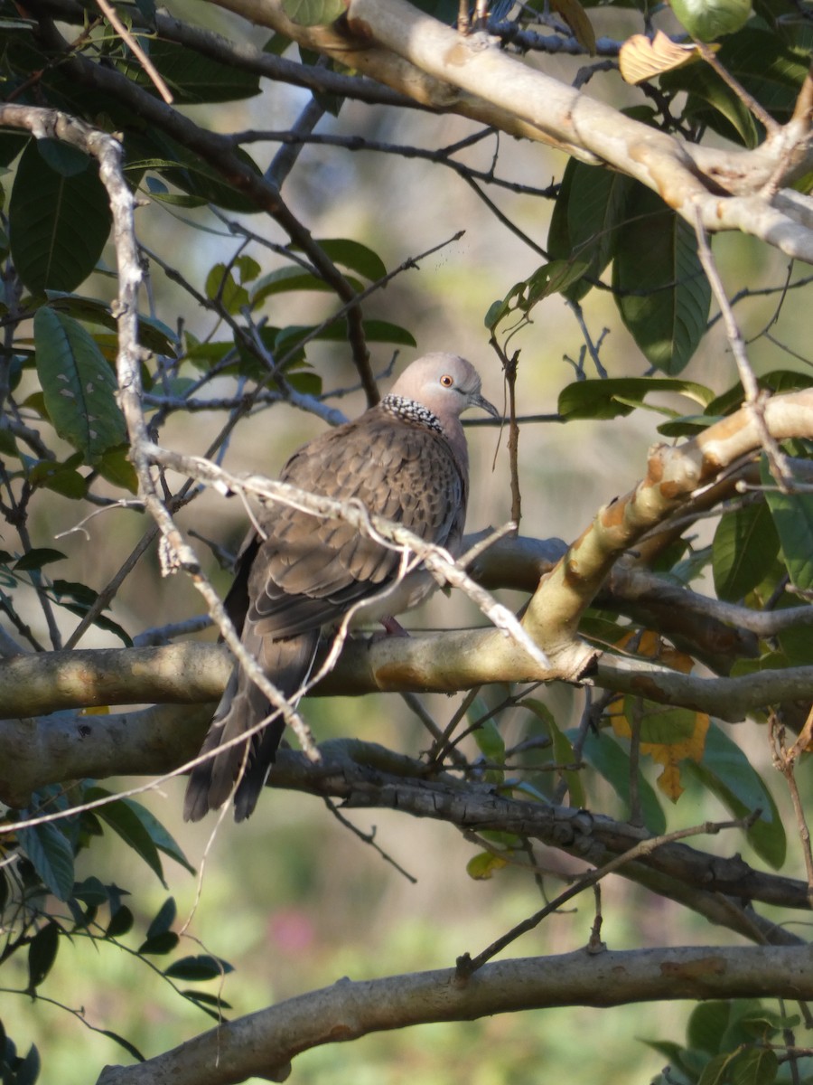 Spotted Dove - ML608450988