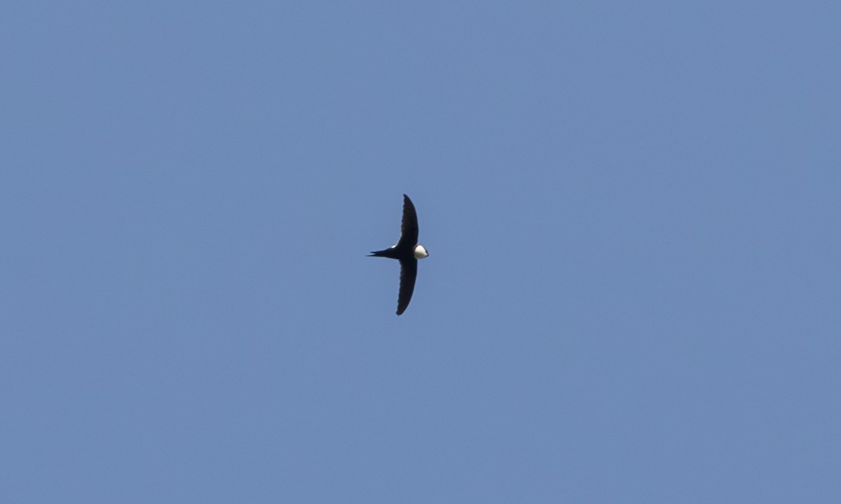 Lesser Swallow-tailed Swift - ML608451125