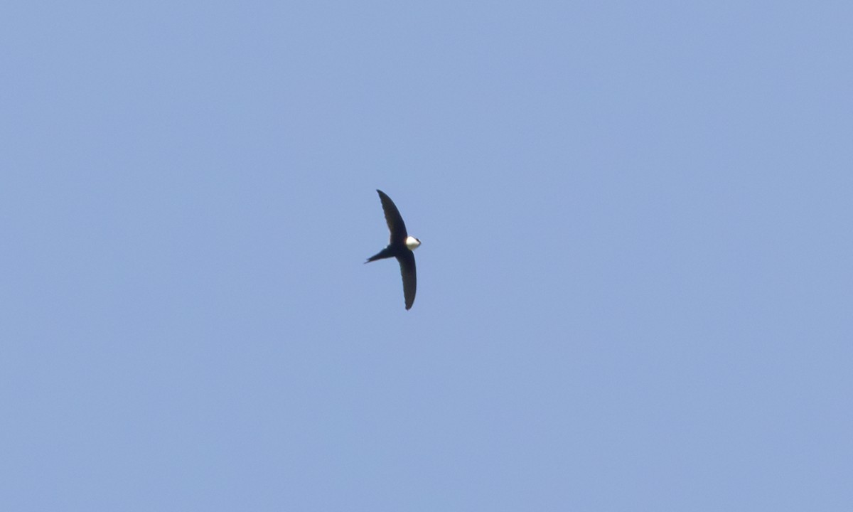 Lesser Swallow-tailed Swift - ML608451127