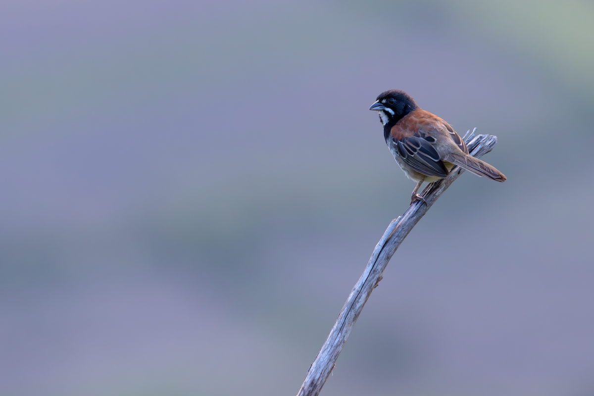 Black-chested Sparrow - Ana Paula Oxom