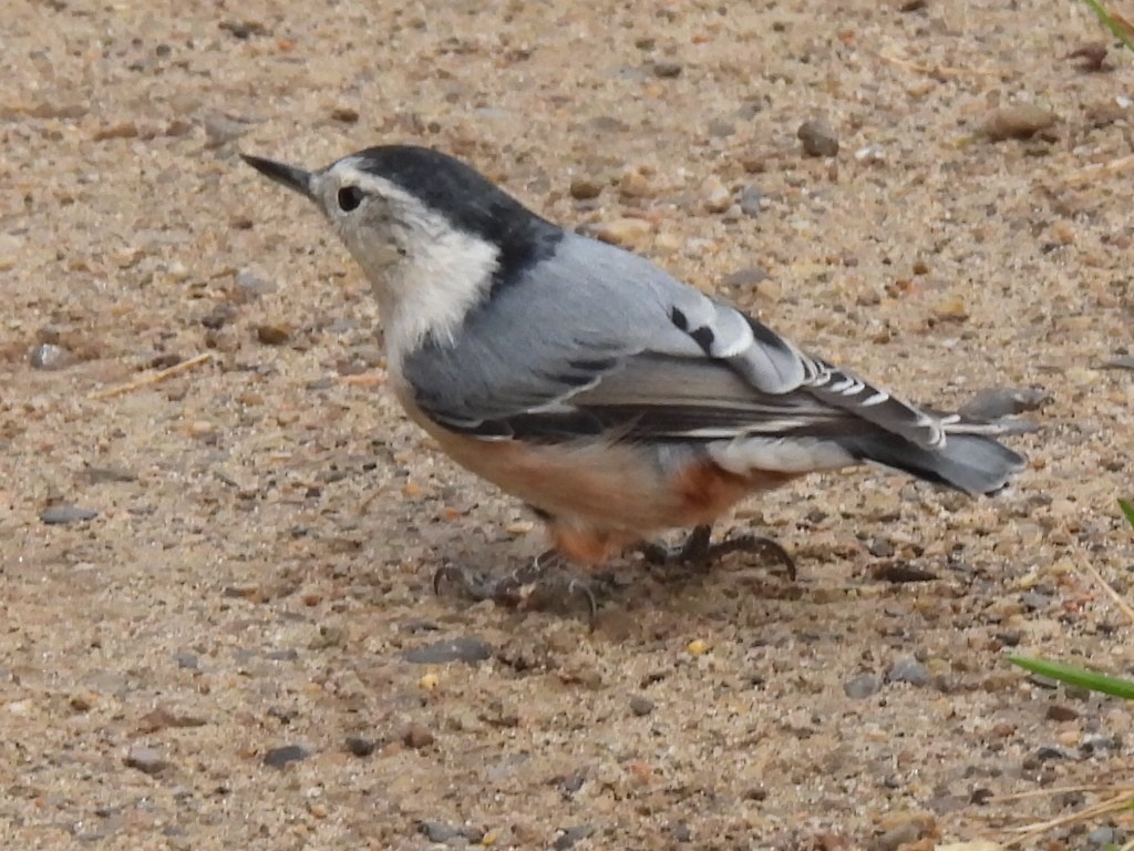 White-breasted Nuthatch - ML608451777