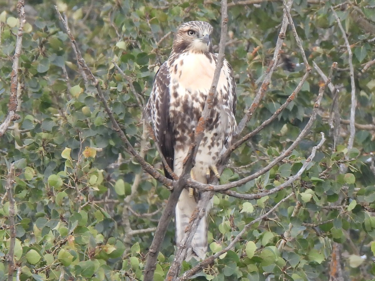 Red-tailed Hawk - ML608451808