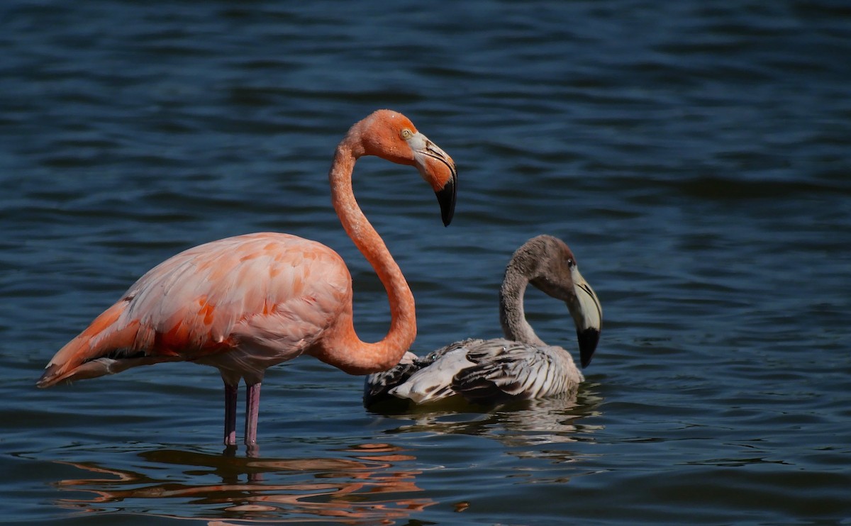 American Flamingo - ML608452086