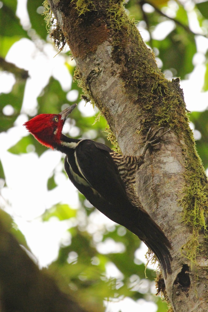 Guayaquil Woodpecker - Hugo Arnal