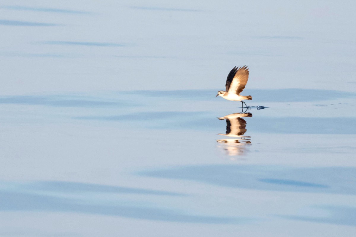 White-faced Storm-Petrel - ML608454841