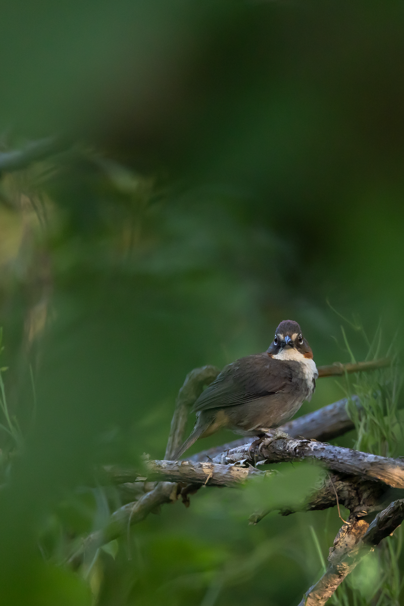 Rusty-crowned Ground-Sparrow - ML608454933