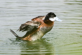 Andean Duck, ML608455090