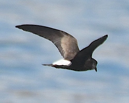 Wedge-rumped Storm-Petrel - Ted Wolff