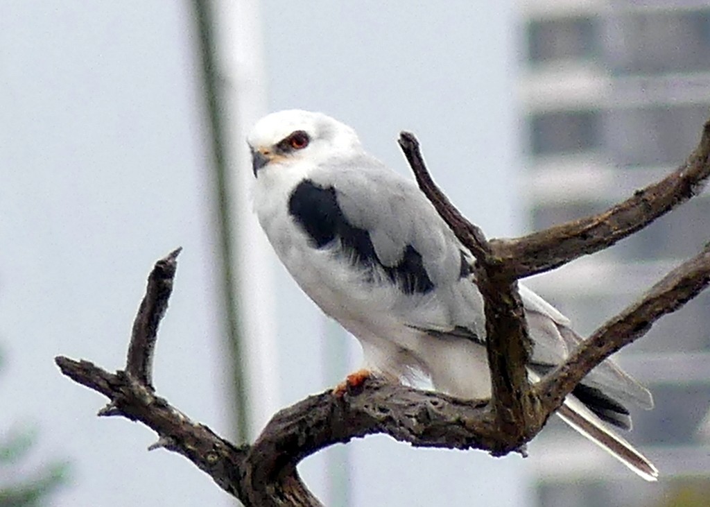 White-tailed Kite - ML608455534