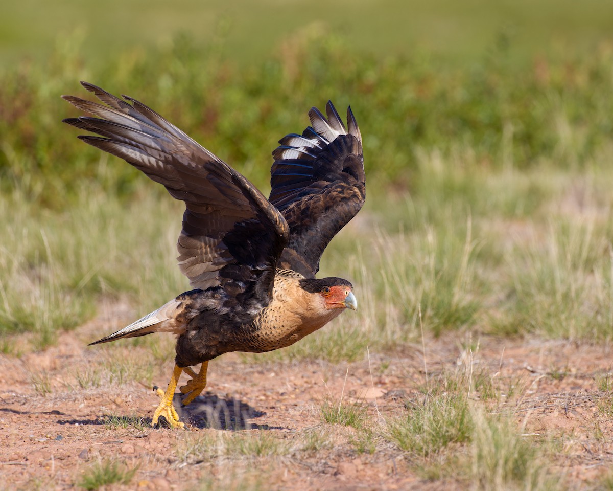 eBird Checklist 3 Sep 2023 PEI—Mount Vernon 4 species