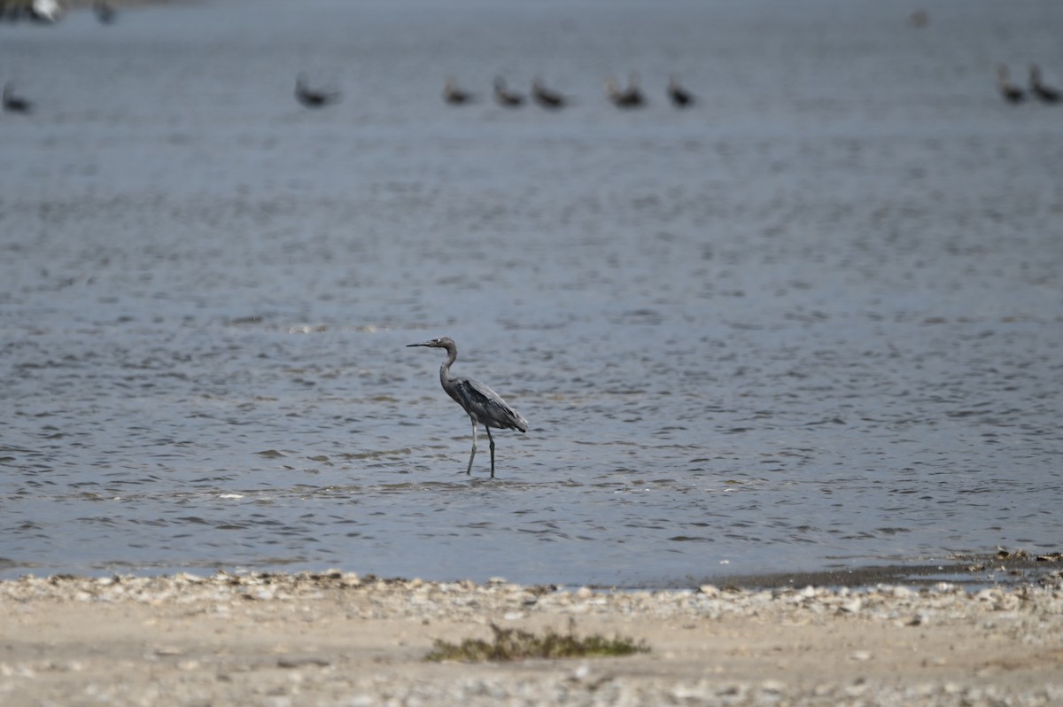 Reddish Egret - ML608456187