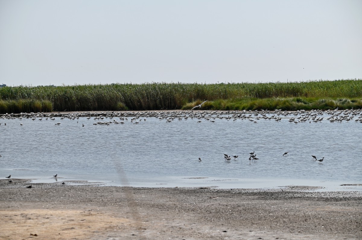 White Ibis - ML608456248
