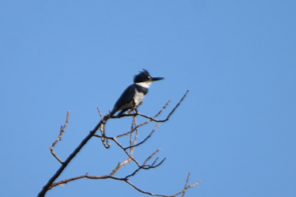 Belted Kingfisher - ML608456400