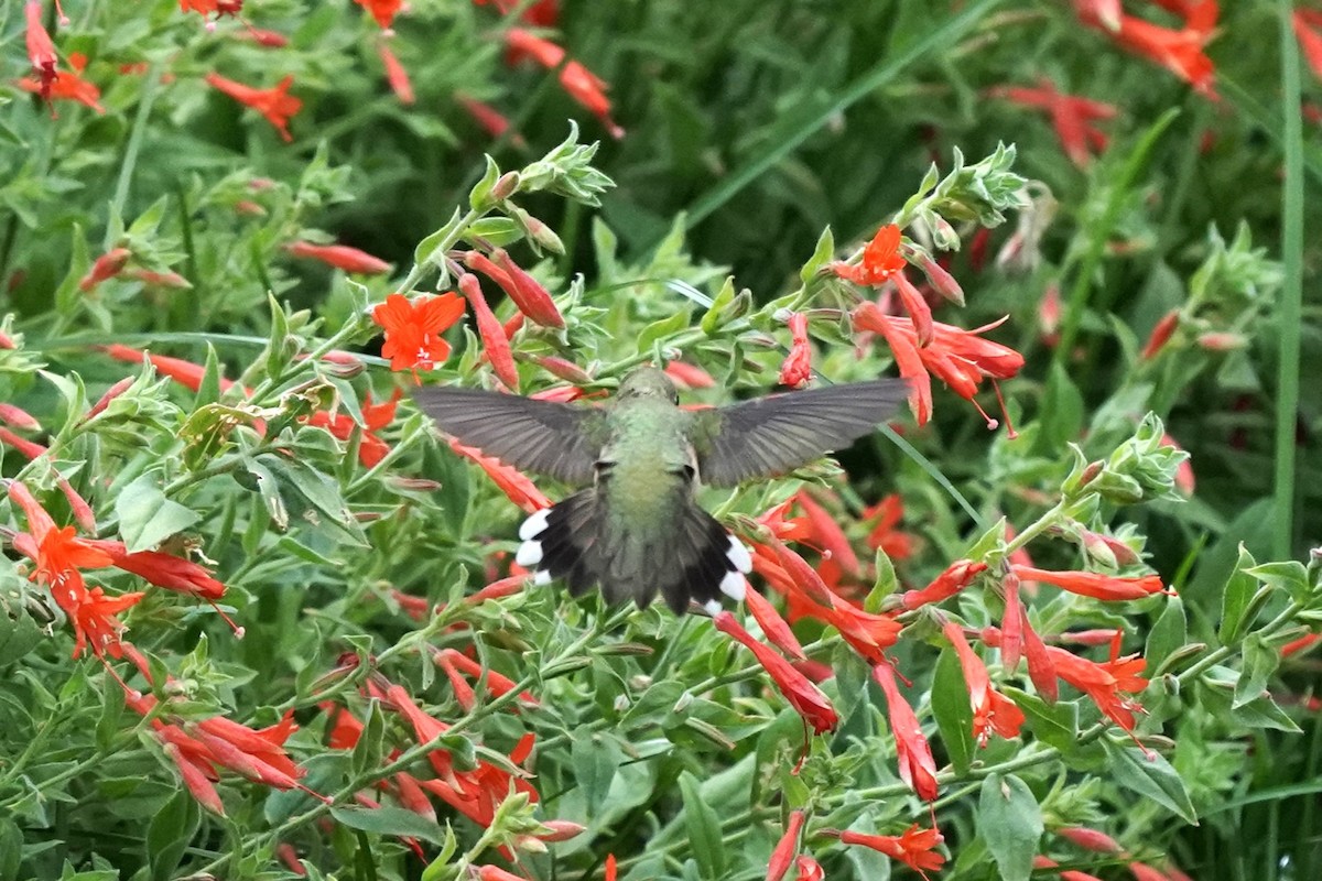 Broad-tailed Hummingbird - ML608456413