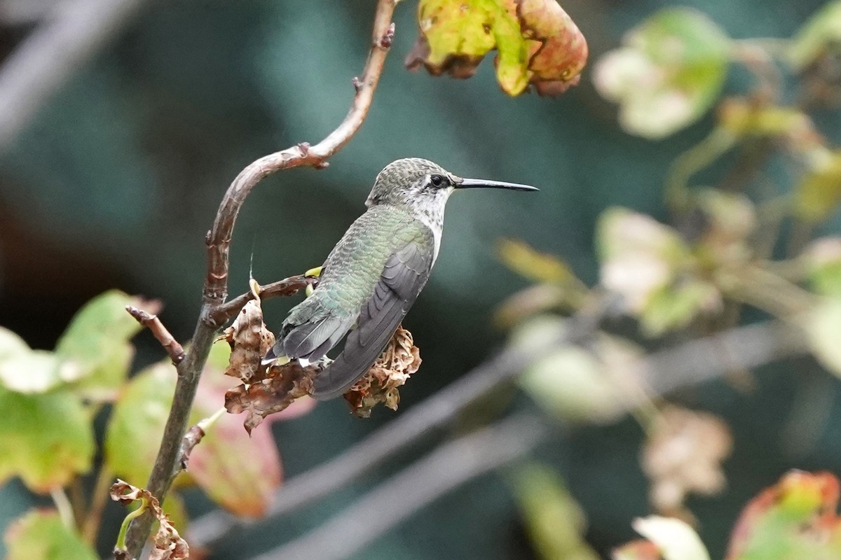 Black-chinned Hummingbird - ML608456458