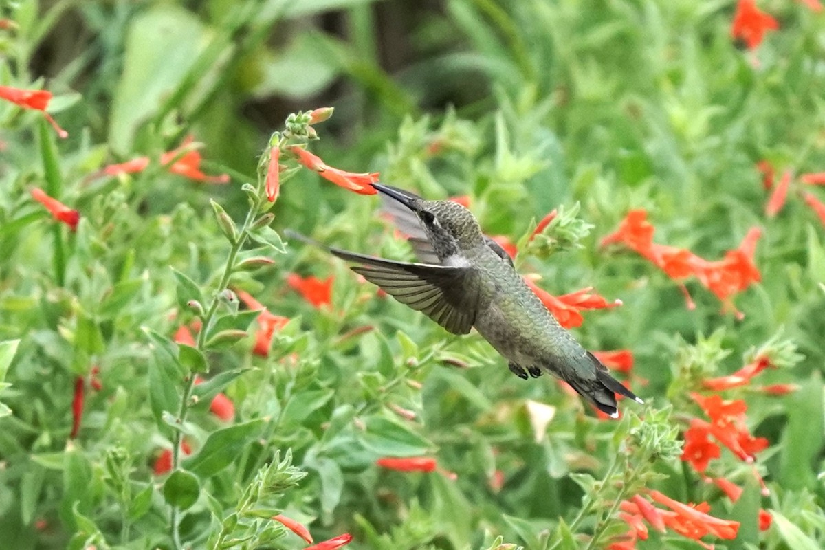 Black-chinned Hummingbird - ML608456461