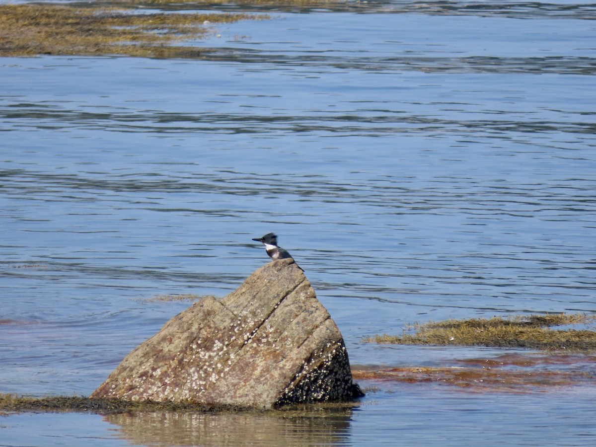 Belted Kingfisher - ML608456753