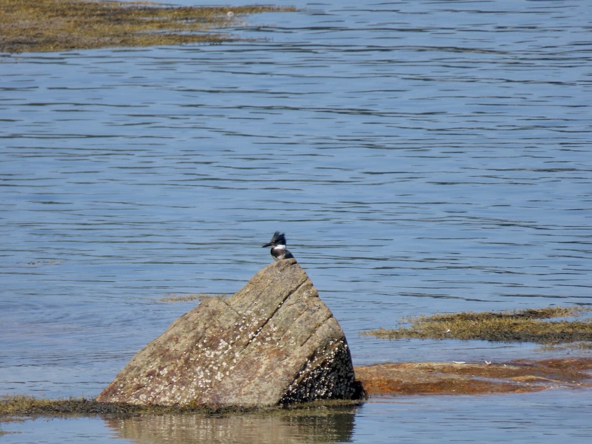 Belted Kingfisher - ML608456754