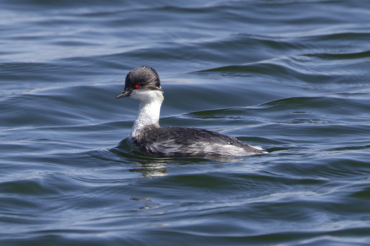 Silvery Grebe (Andean) - ML608457313
