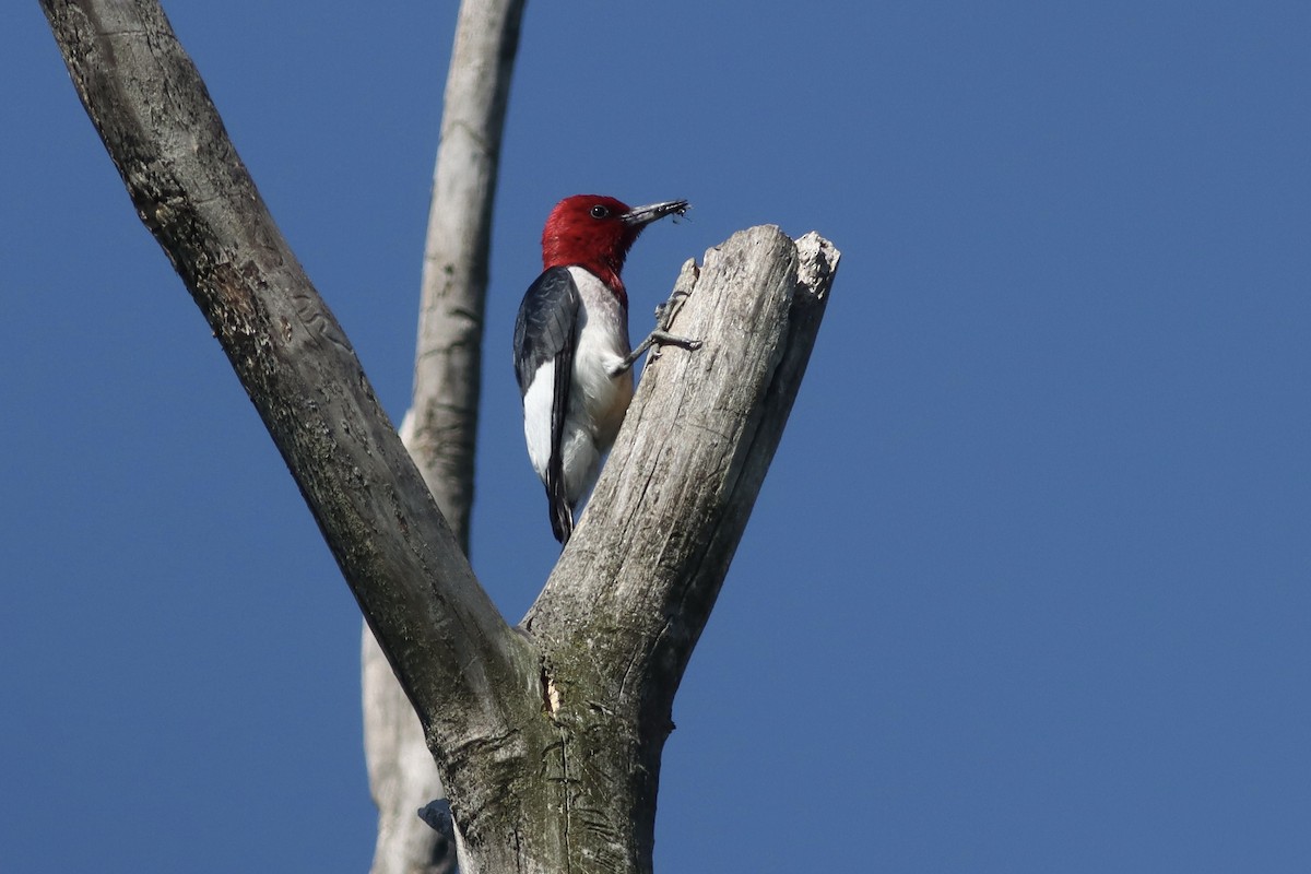 Red-headed Woodpecker - ML608457524