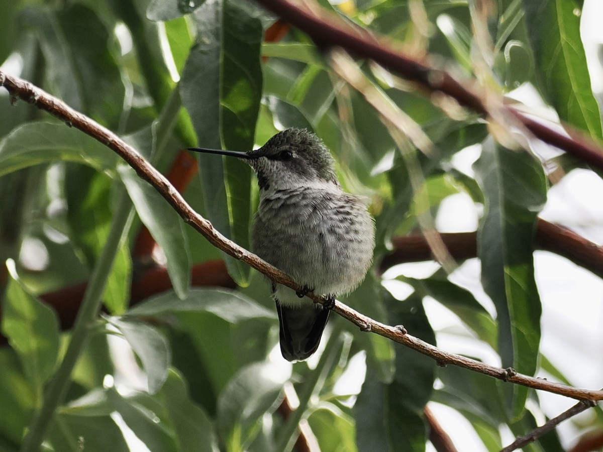 Anna's Hummingbird - ML608457960