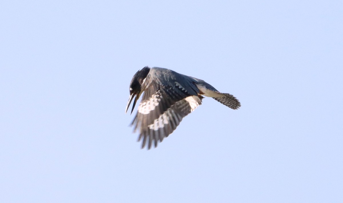 Belted Kingfisher - ML608458185