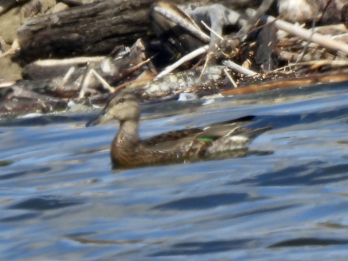 Green-winged Teal - ML608458548