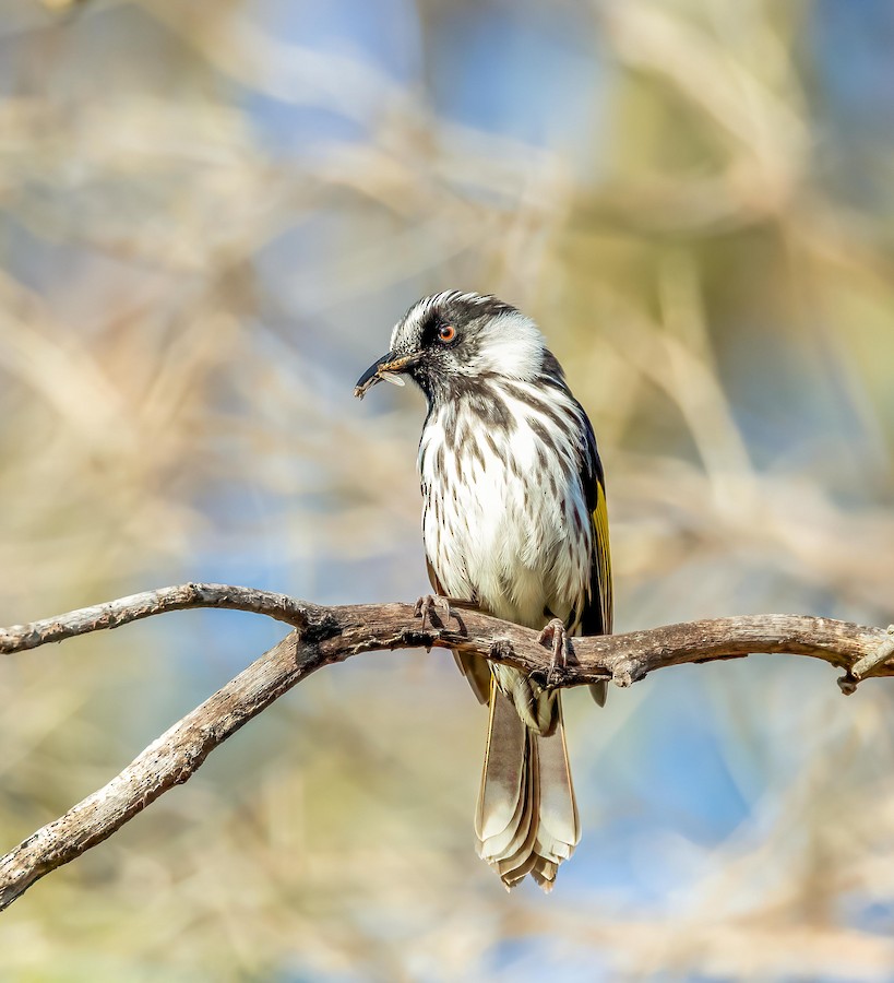 雑種 メジロキバネミツスイ ｘ ホオジロキバネミツスイ - eBird