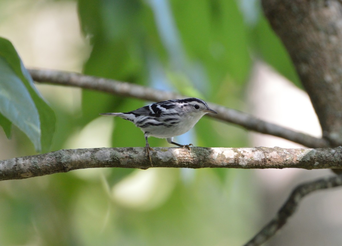 Black-and-white Warbler - ML608459283